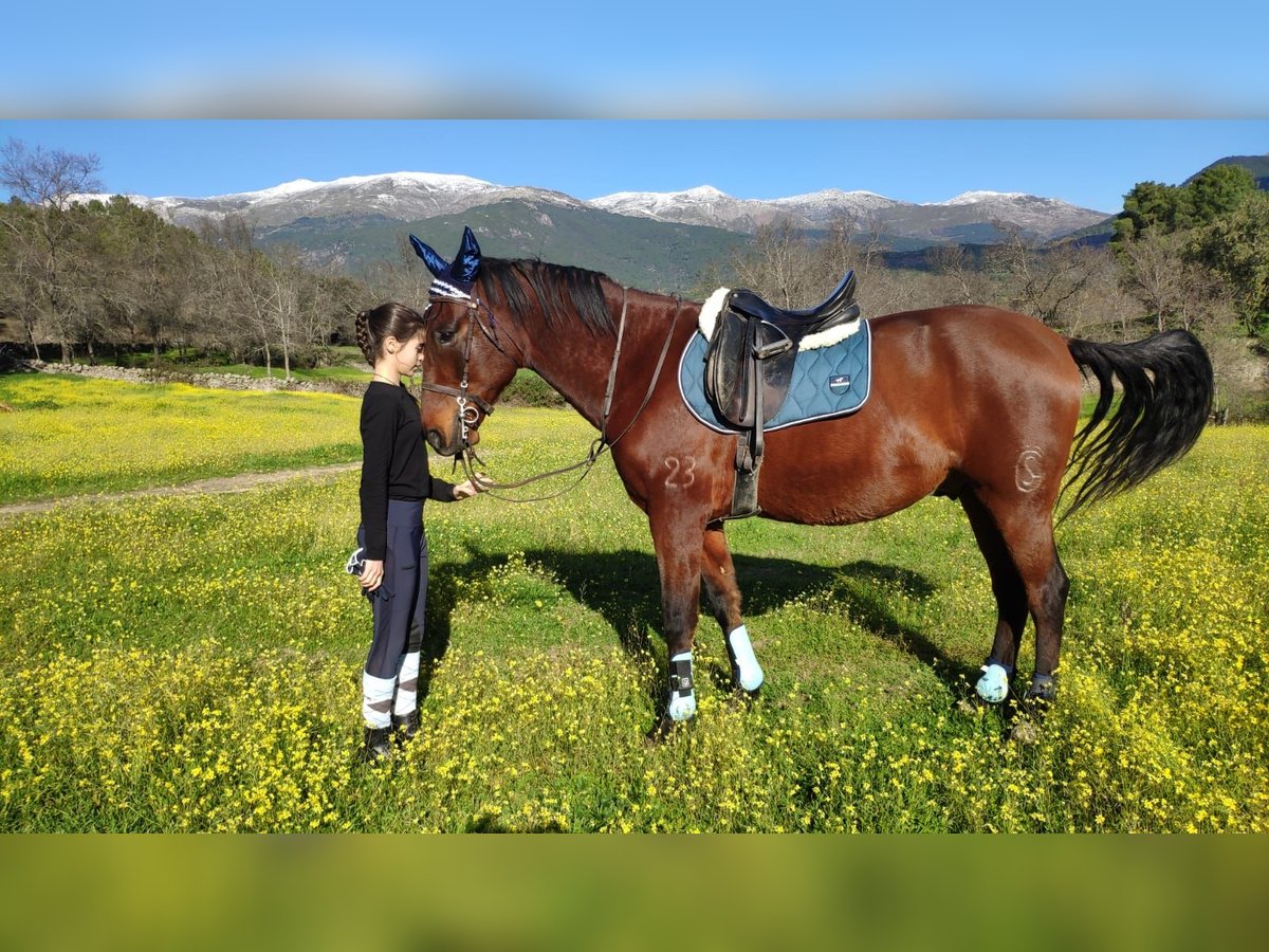 PRE Mestizo Caballo castrado 12 años 165 cm Castaño in Gavilanes