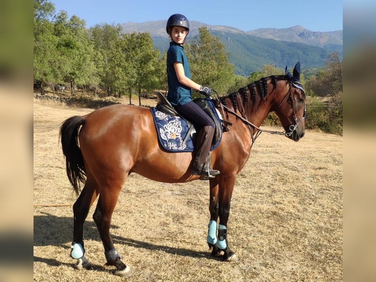PRE Mestizo Caballo castrado 12 años 165 cm Castaño in Gavilanes
