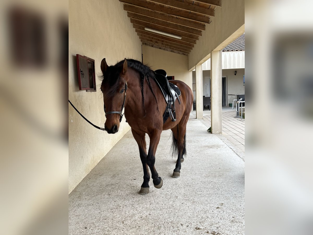 PRE Mestizo Caballo castrado 12 años 165 cm Castaño rojizo in Aubais