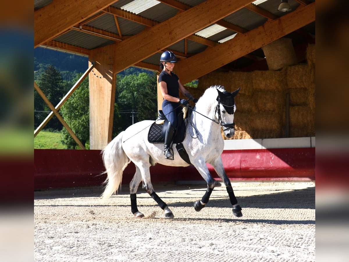 PRE Mestizo Caballo castrado 12 años 165 cm Tordo in brenthonne