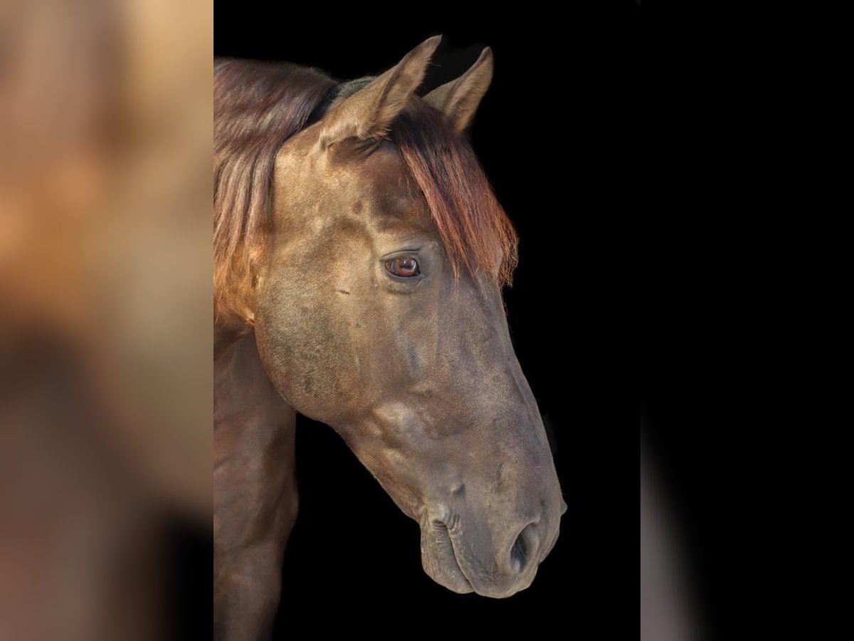 PRE Mestizo Caballo castrado 12 años 169 cm Negro in Luzern