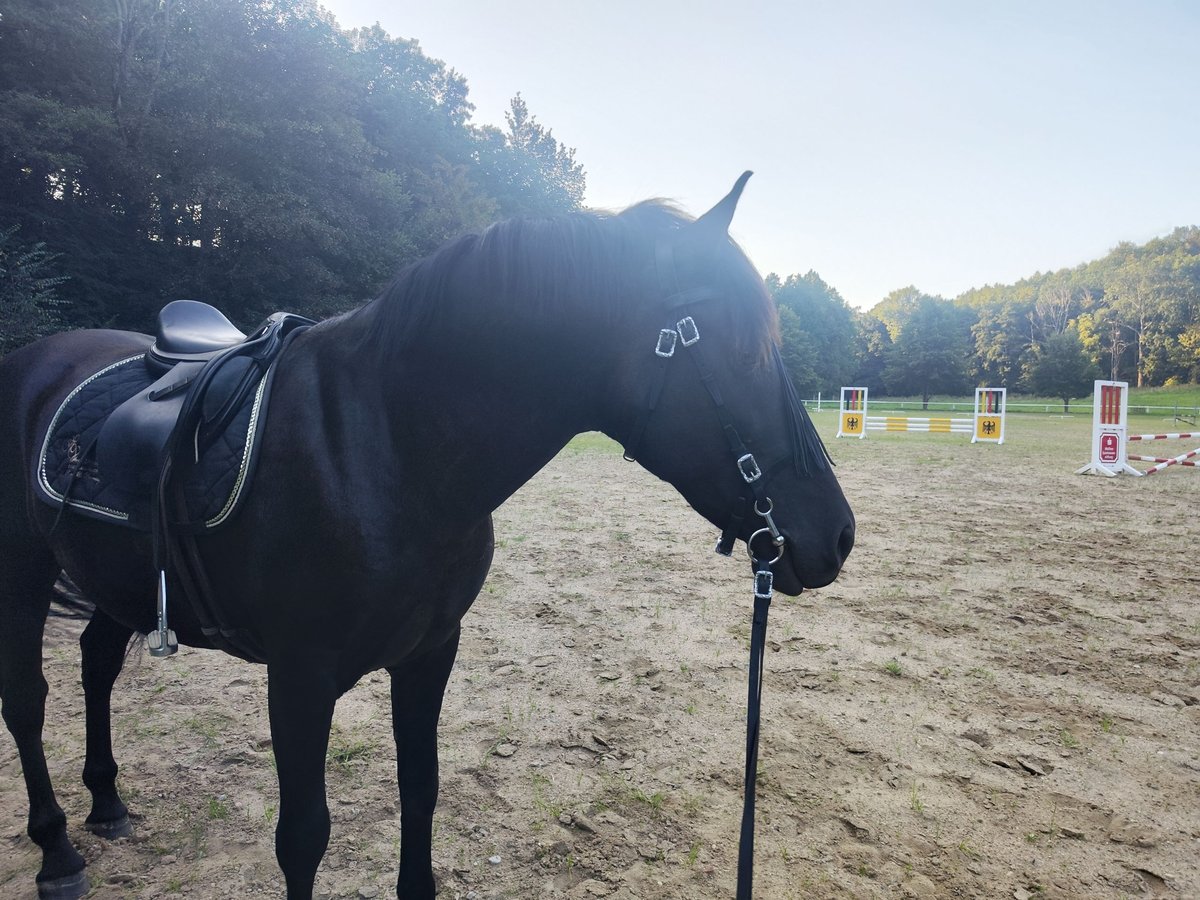 PRE Mestizo Caballo castrado 13 años 160 cm Negro in Klipphausen