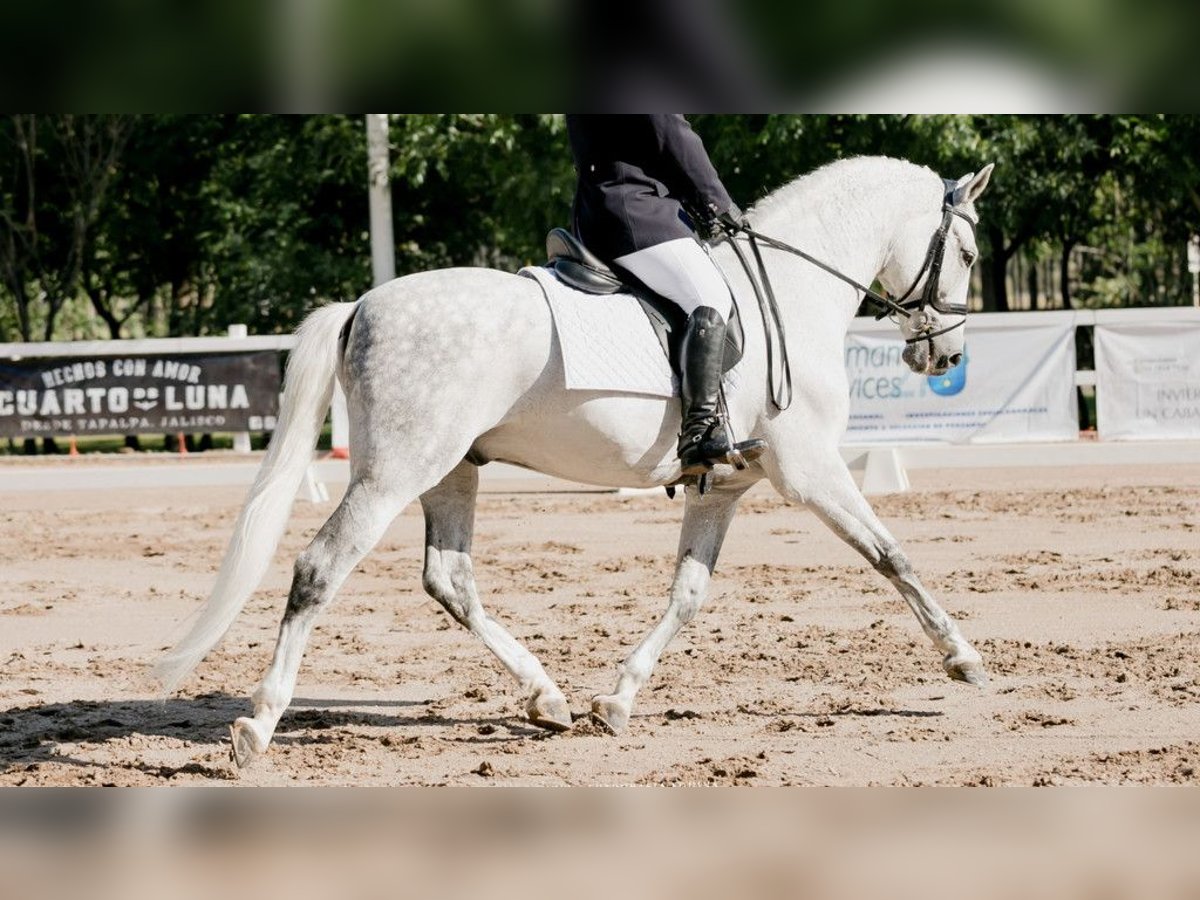 PRE Mestizo Caballo castrado 13 años 164 cm Tordo in NAVAS DEL MADRONO