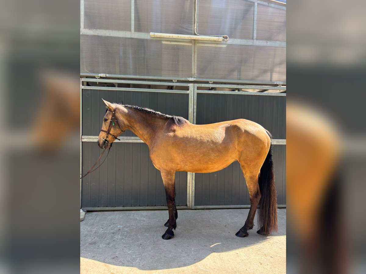 PRE Mestizo Caballo castrado 13 años 165 cm Bayo in Santa Susanna