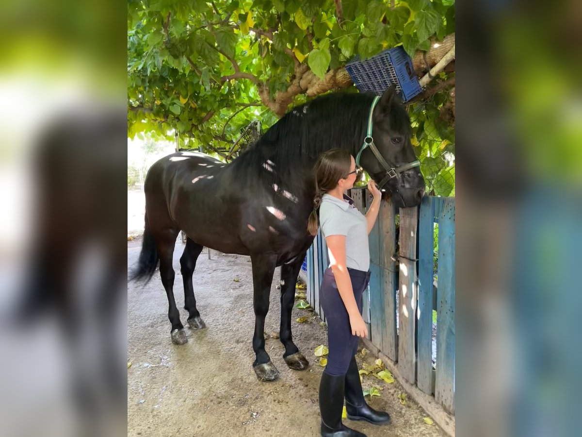 PRE Mestizo Caballo castrado 13 años 166 cm Negro in Alzira