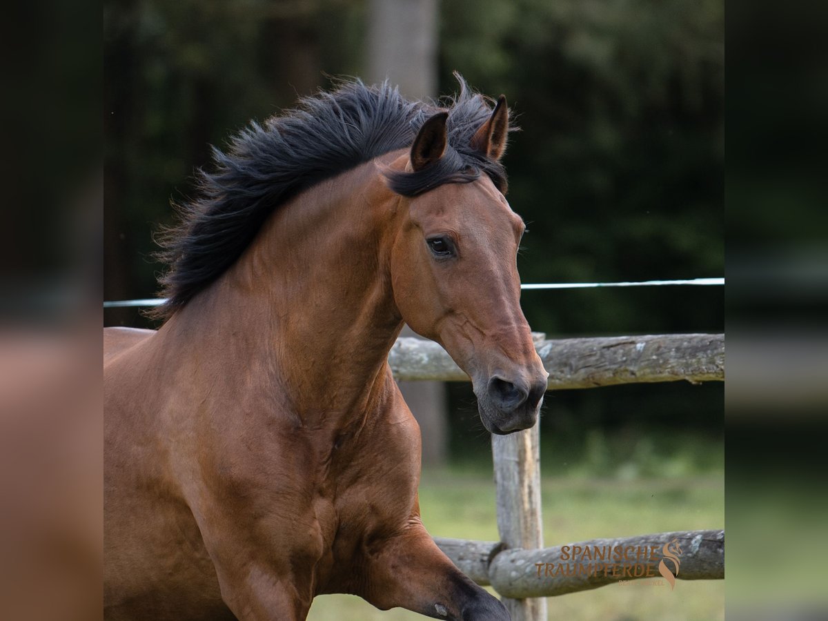 PRE Mestizo Caballo castrado 13 años 172 cm Castaño in Traventhal