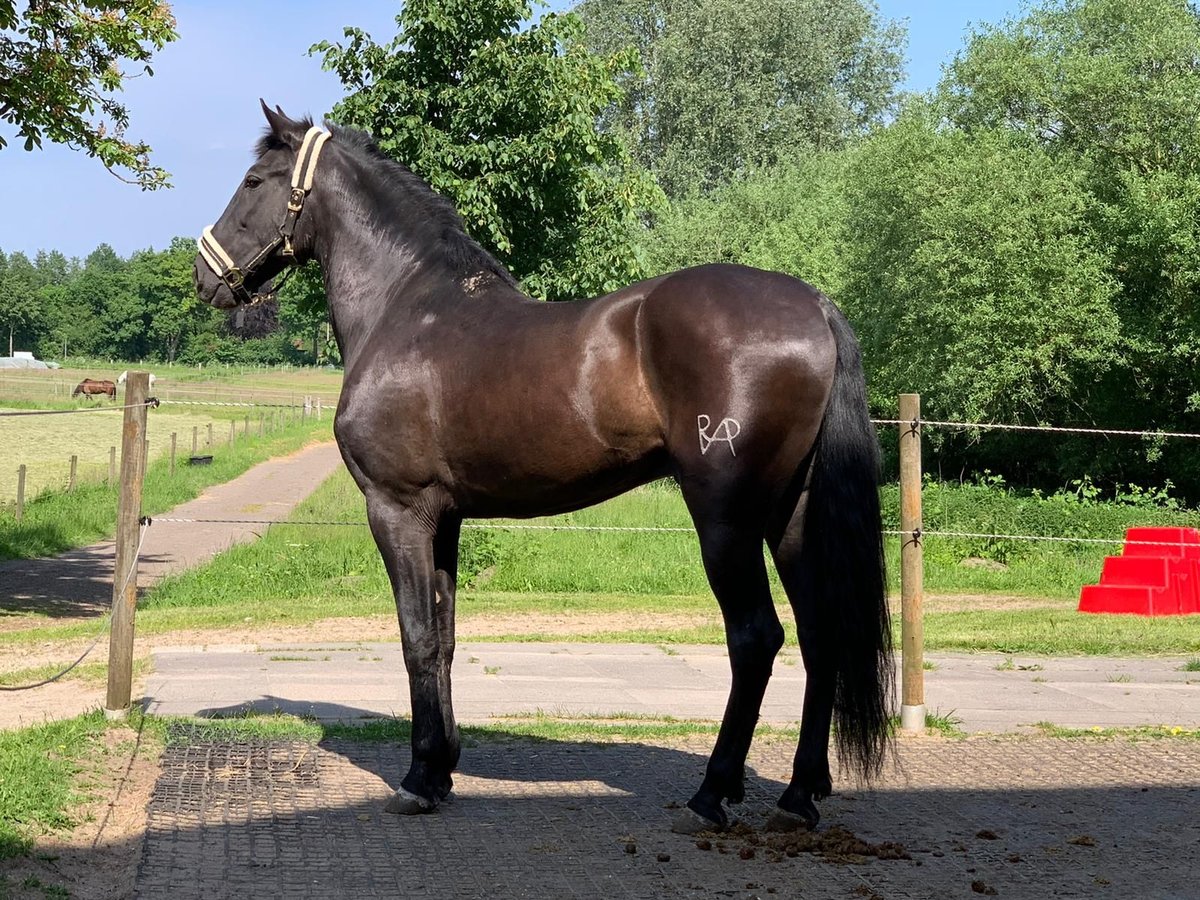 PRE Mestizo Caballo castrado 14 años 162 cm Negro in Felde