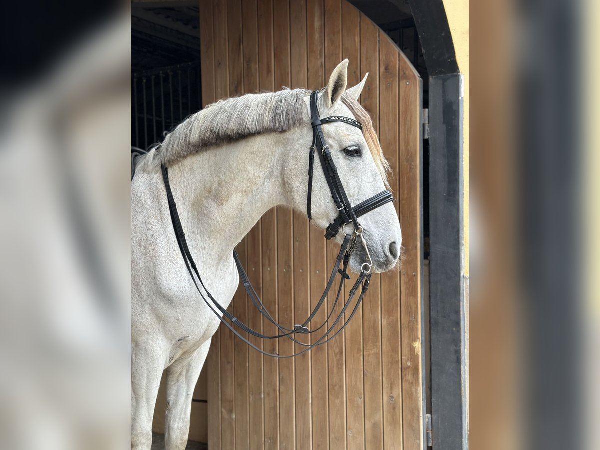 PRE Mestizo Caballo castrado 14 años 167 cm Tordo in Cambrils