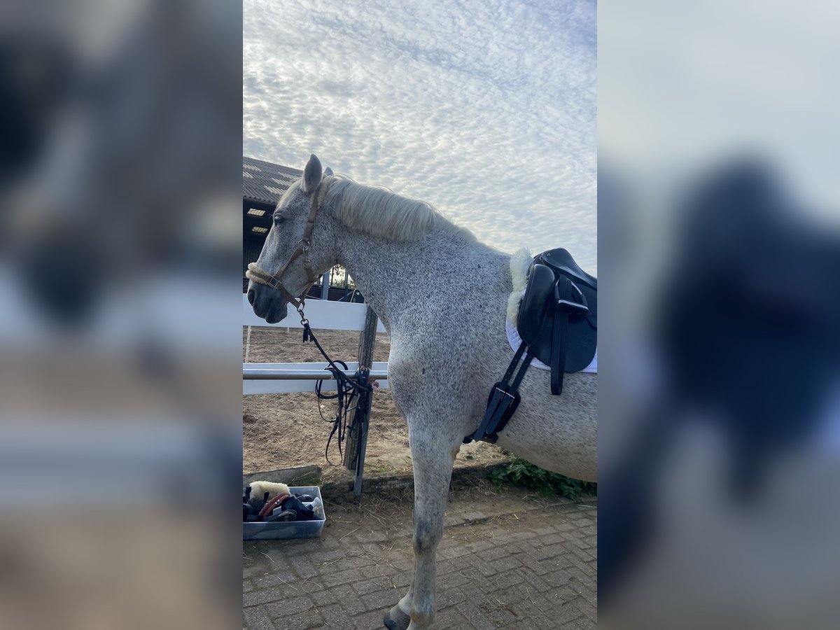 PRE Caballo castrado 14 años 175 cm Tordo in Ouderkerk aan de Amstel