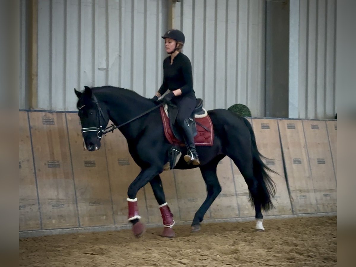 PRE Mestizo Caballo castrado 15 años 155 cm Negro in Neustadt (Wied)
