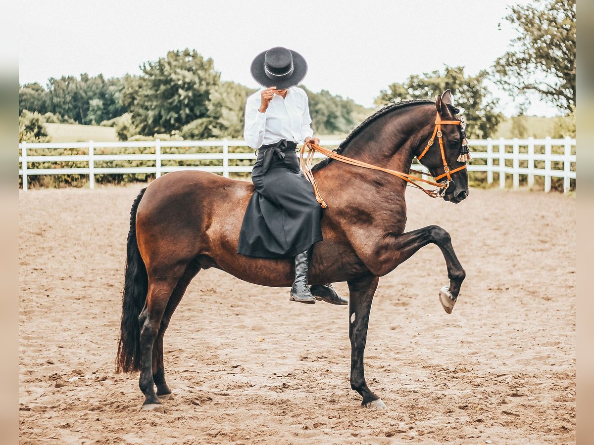 PRE Caballo castrado 15 años 158 cm Castaño oscuro in B&#xF6;hnhusen