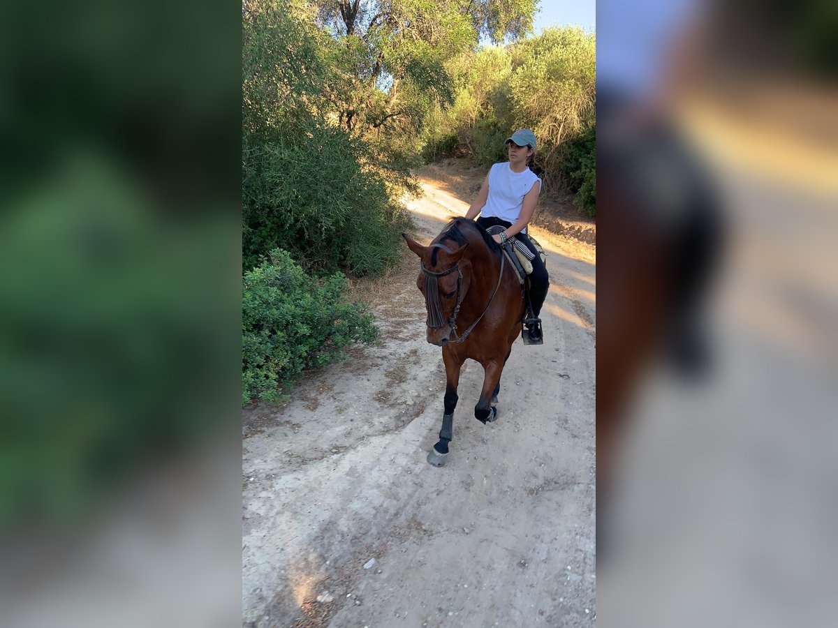 PRE Mestizo Caballo castrado 15 años 162 cm Castaño in Medina Sidonia