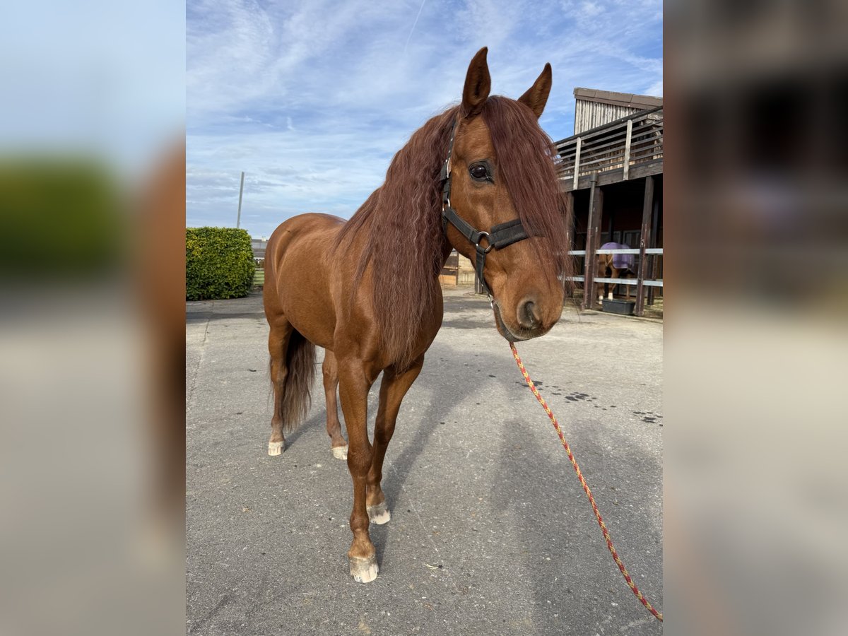 PRE Mestizo Caballo castrado 16 años 155 cm Alazán rojizo in Affoltern am Albis