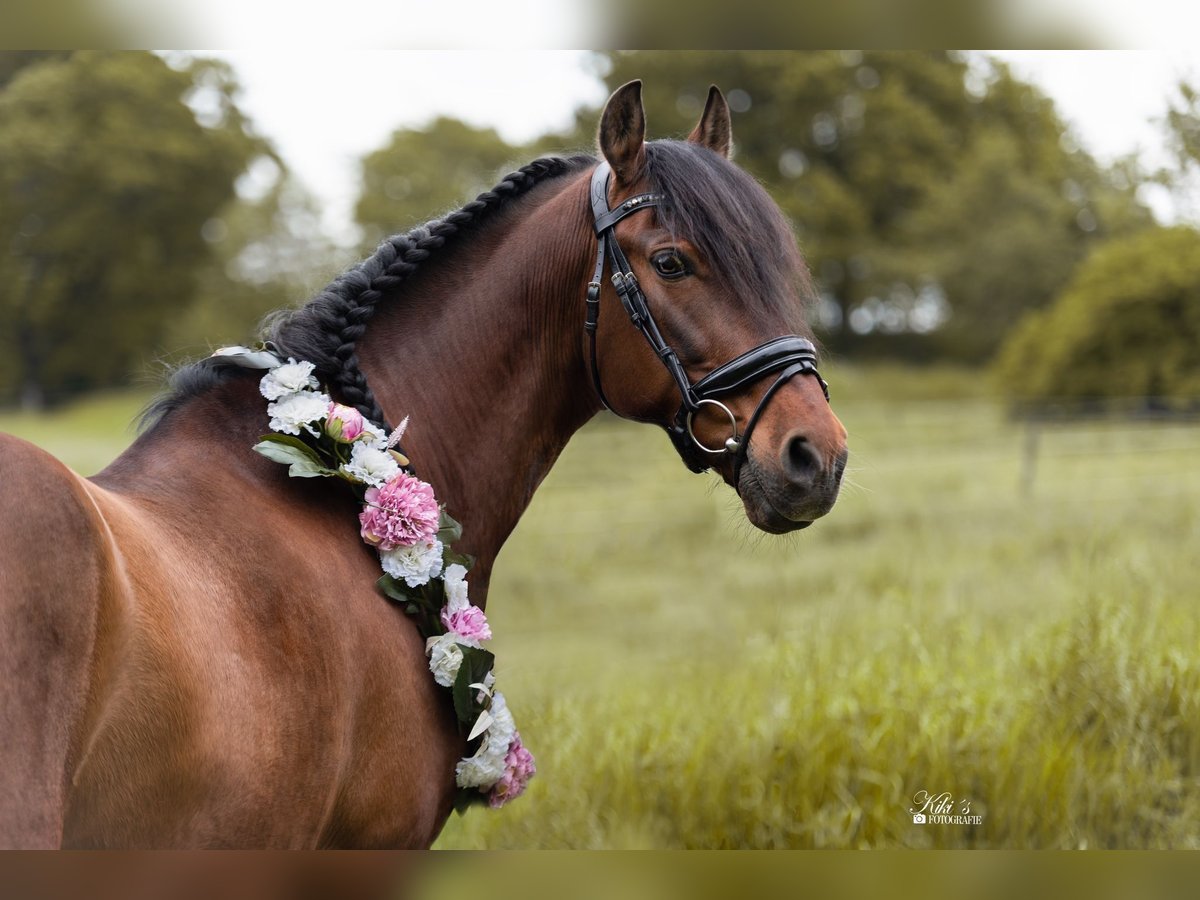 PRE Mestizo Caballo castrado 16 años 155 cm Castaño in Essen