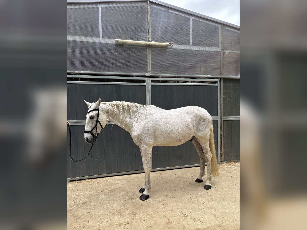 PRE Caballo castrado 16 años 157 cm Tordo in Santa Susanna