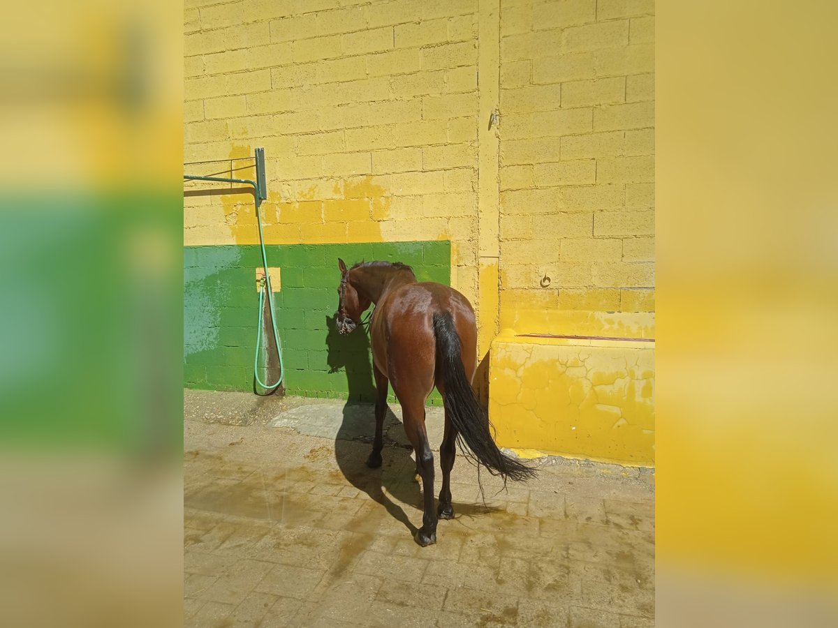 PRE Mestizo Caballo castrado 16 años 158 cm Castaño in Villalba De La Sierra