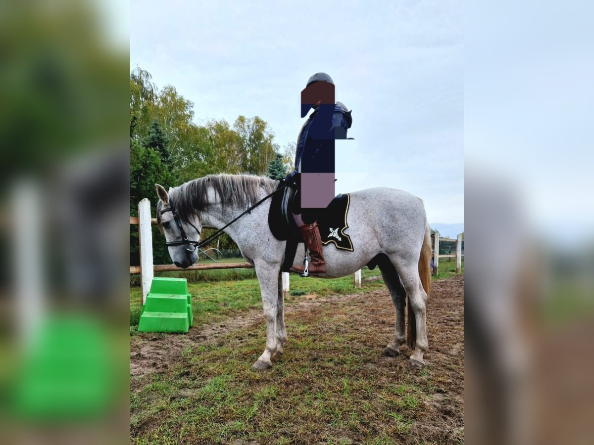 PRE Mestizo Caballo castrado 16 años 160 cm Tordo in Trebbin