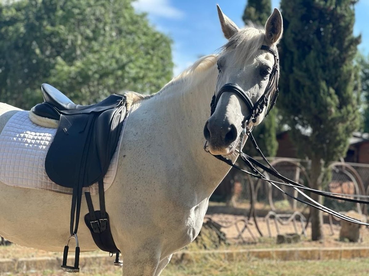 PRE Mestizo Caballo castrado 16 años 161 cm Tordo in Grajera