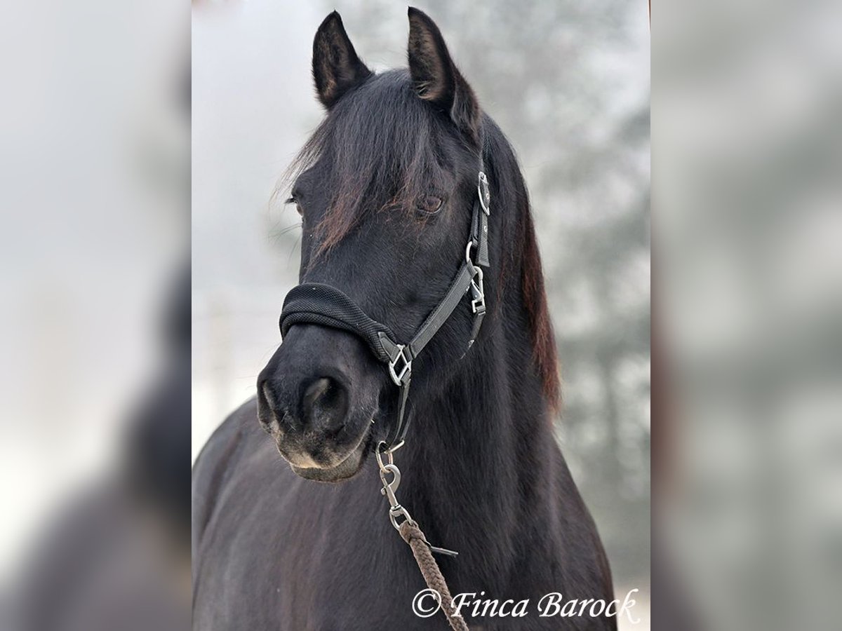 PRE Mestizo Caballo castrado 16 años 162 cm Negro in Bickenbach