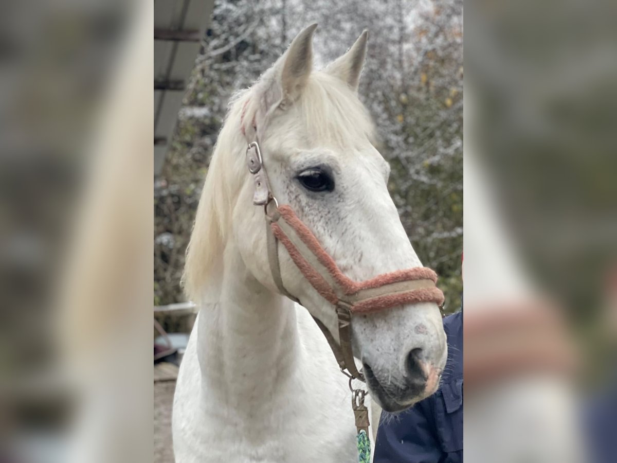 PRE Mestizo Caballo castrado 16 años 162 cm Tordo in Loffenau