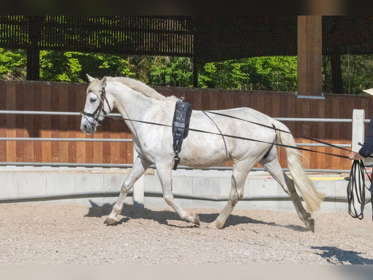 PRE Mestizo Caballo castrado 16 años 163 cm Tordo in Rottenburg am Neckar