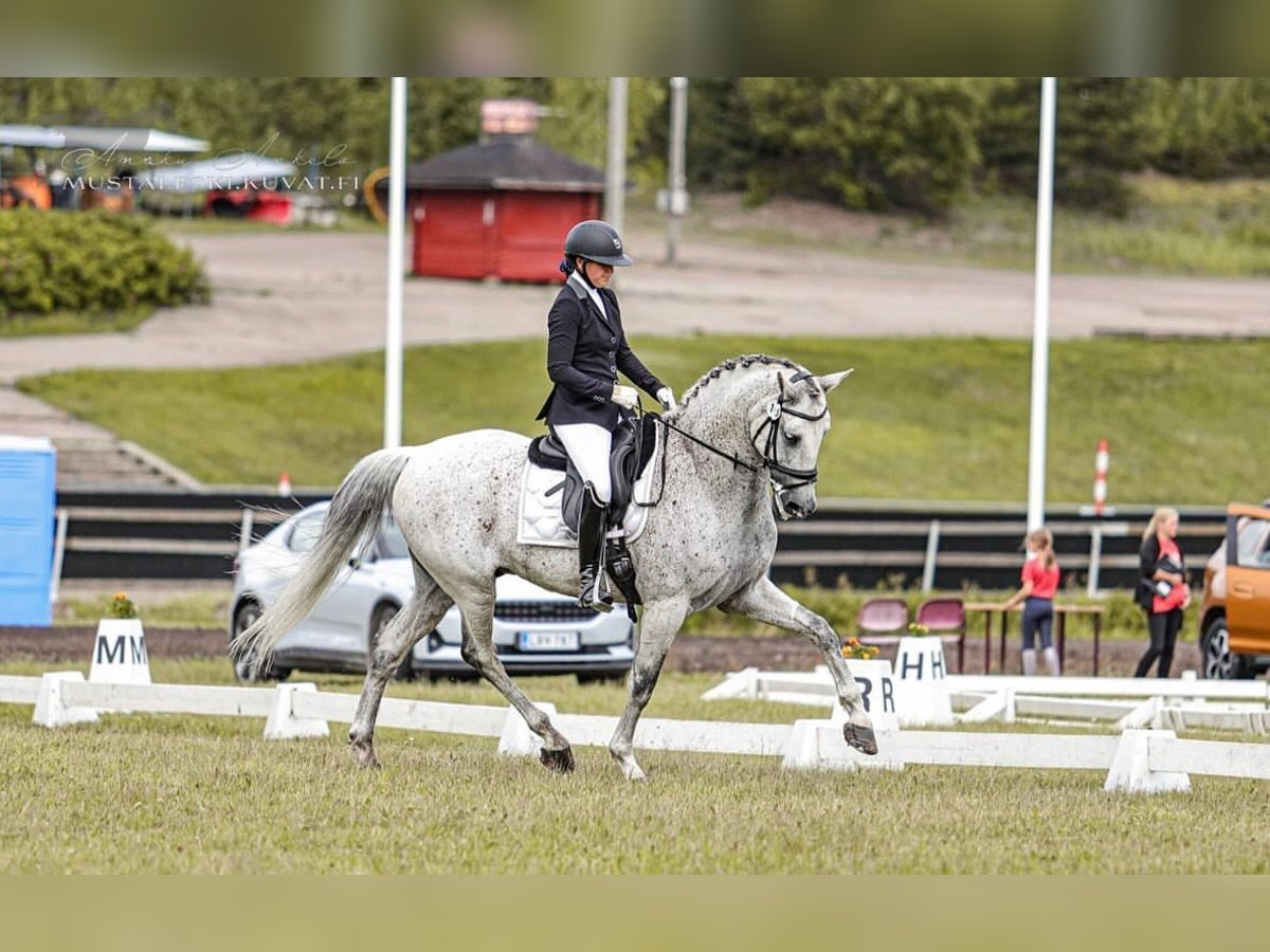 PRE Mestizo Caballo castrado 16 años 168 cm Tordo in Osten