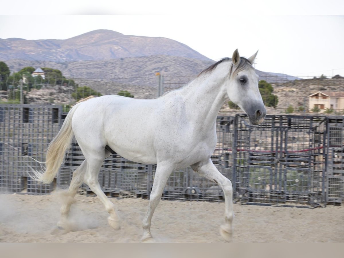 PRE Caballo castrado 16 años 172 cm Tordo in Monovar