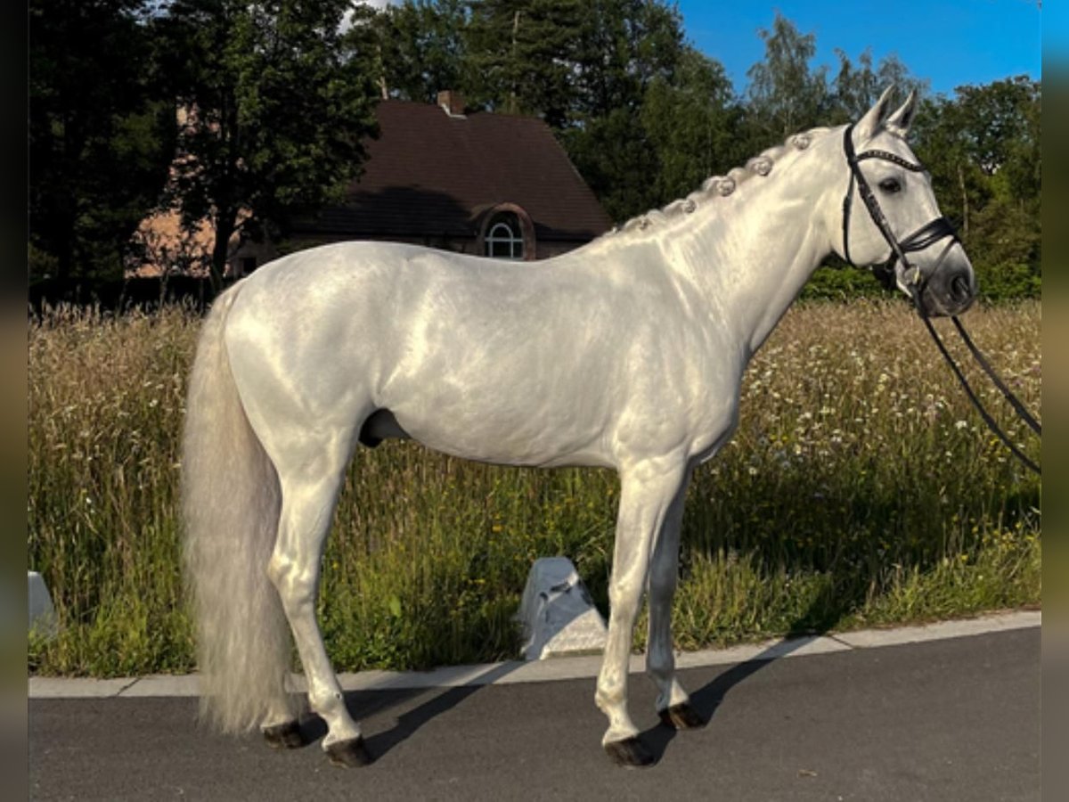 PRE Caballo castrado 17 años 168 cm Tordo in Uelsen