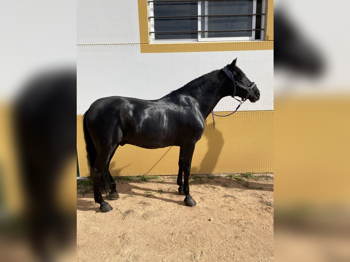 PRE Caballo castrado 18 años 165 cm Negro in Almansa