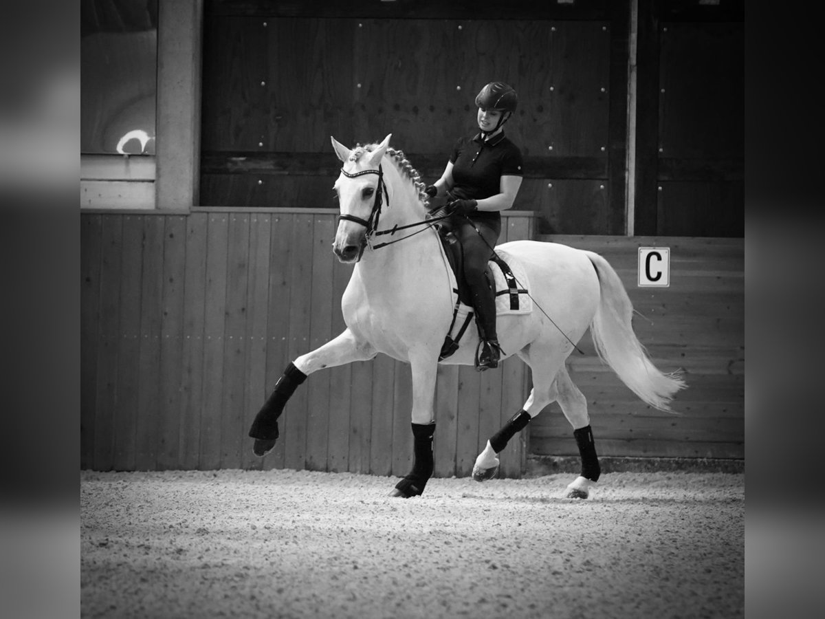 PRE Caballo castrado 18 años 165 cm Tordo in HEUVELLAND