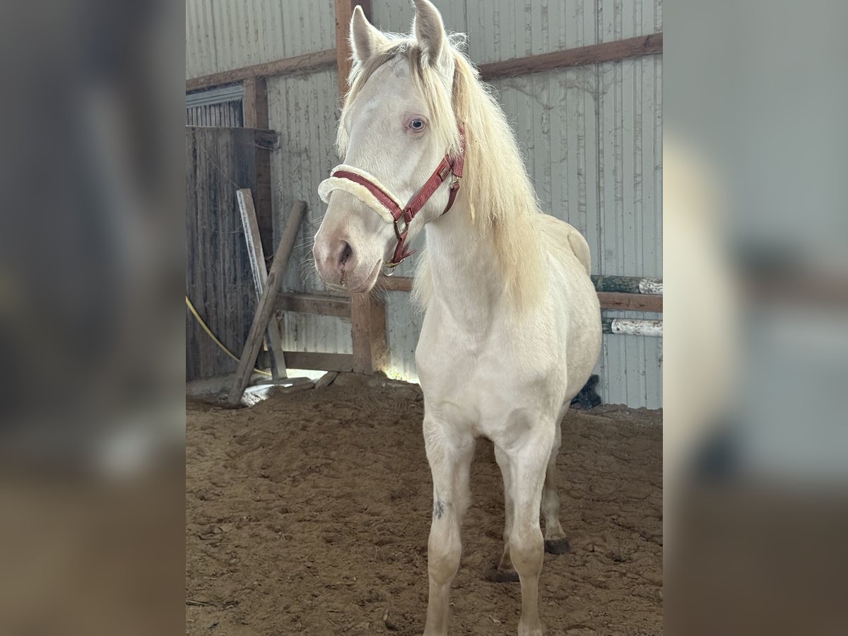 PRE Mestizo Caballo castrado 1 año 155 cm Cremello in Beutelsbach