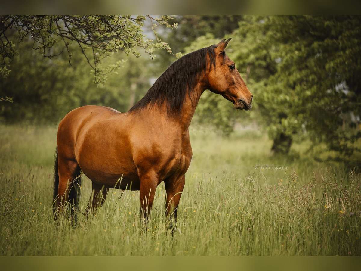 PRE Mestizo Caballo castrado 20 años 157 cm Castaño in Reichenbach an der Fils