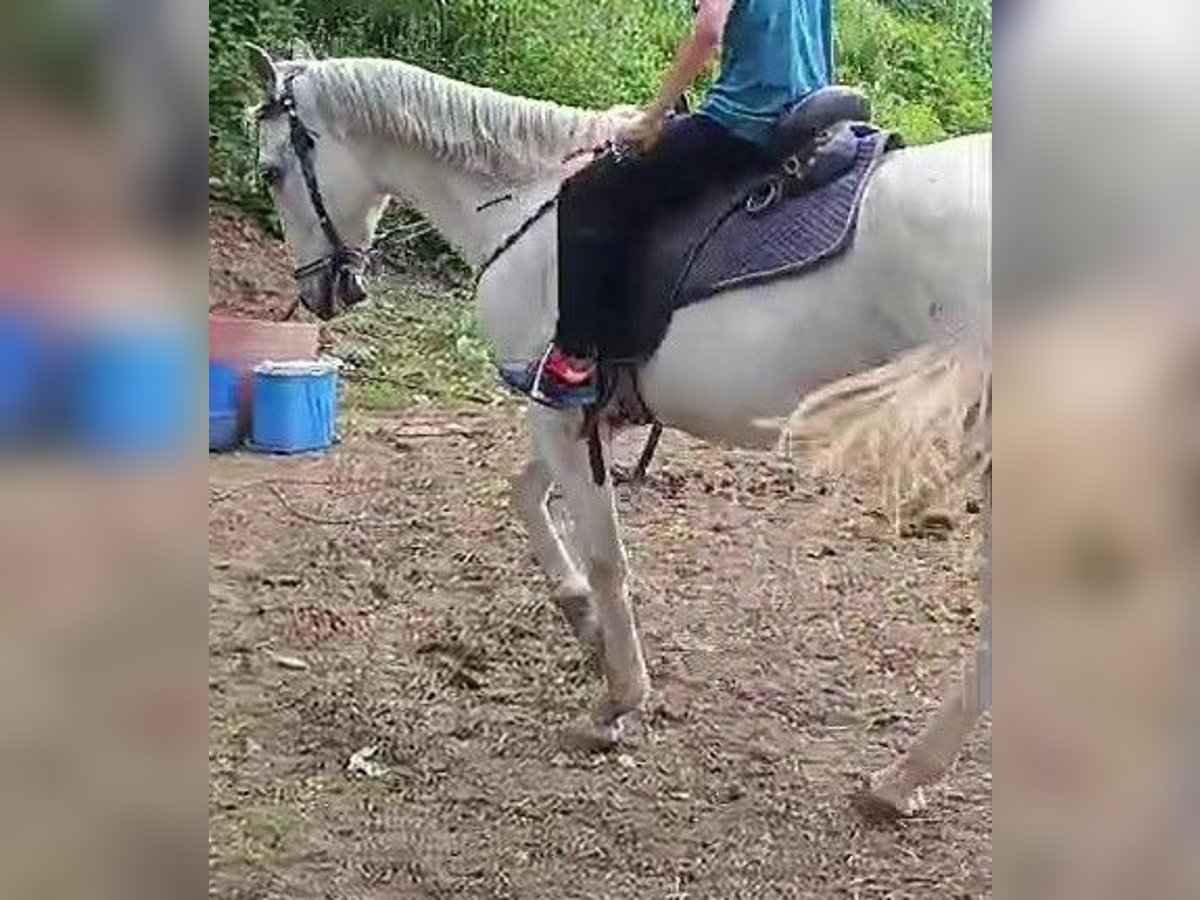 PRE Mestizo Caballo castrado 21 años 158 cm Tordo in santa perpetua