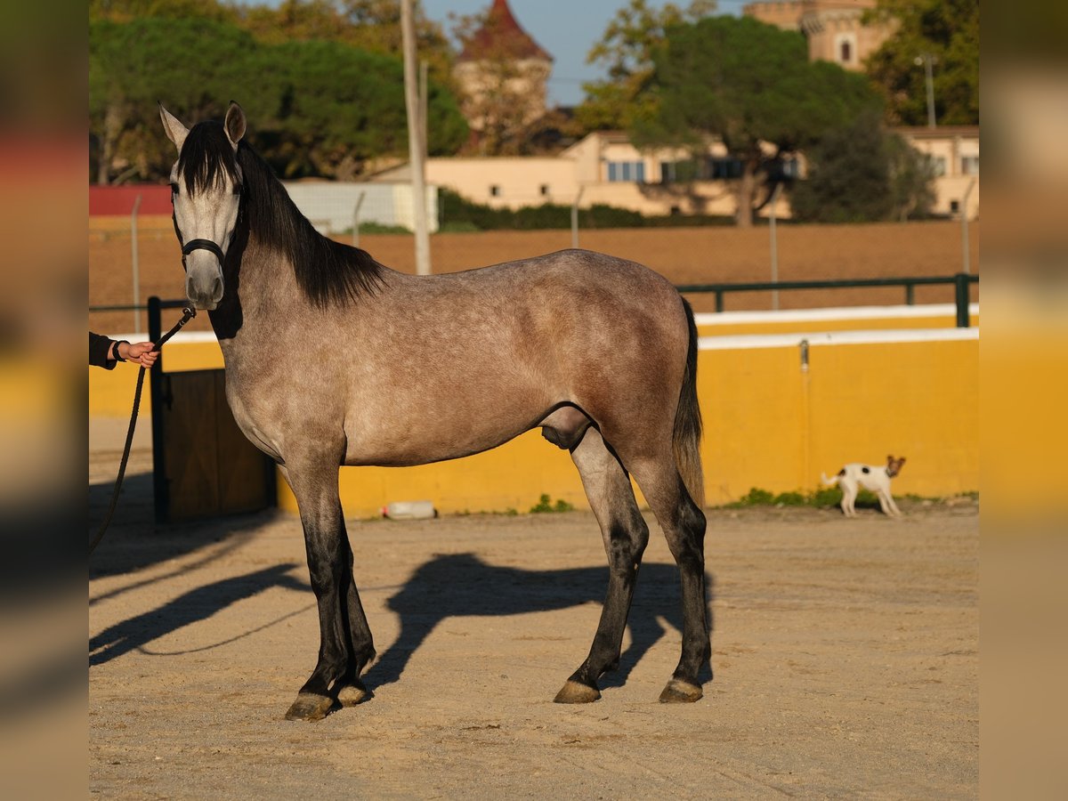 PRE Mestizo Caballo castrado 2 años 151 cm Tordo ruano in Hamburg