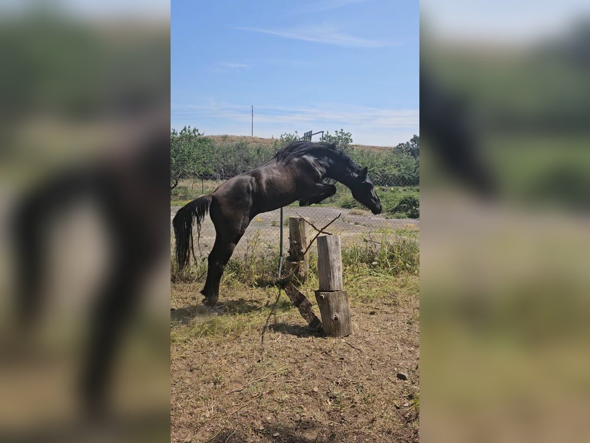 PRE Mestizo Caballo castrado 2 años 158 cm Negro in Movera