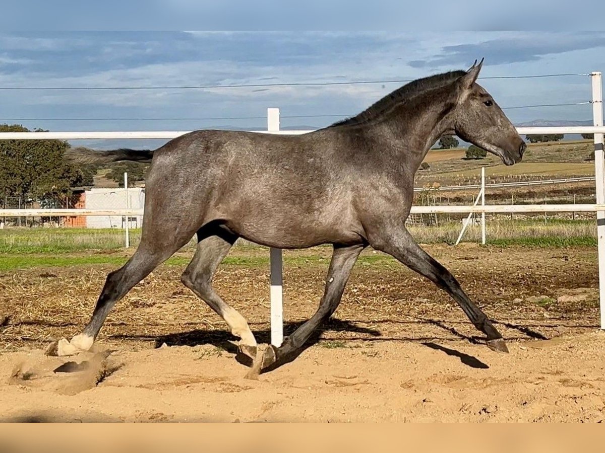PRE Caballo castrado 2 años 160 cm Tordo in Navalvillar De Pela