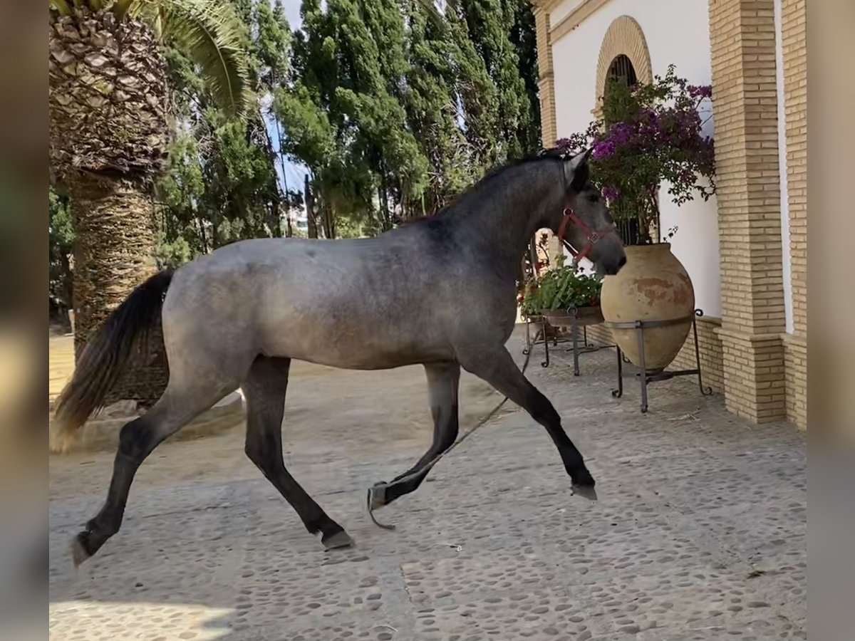 PRE Mestizo Caballo castrado 2 años 165 cm Tordo in Fuentes De Andalucia