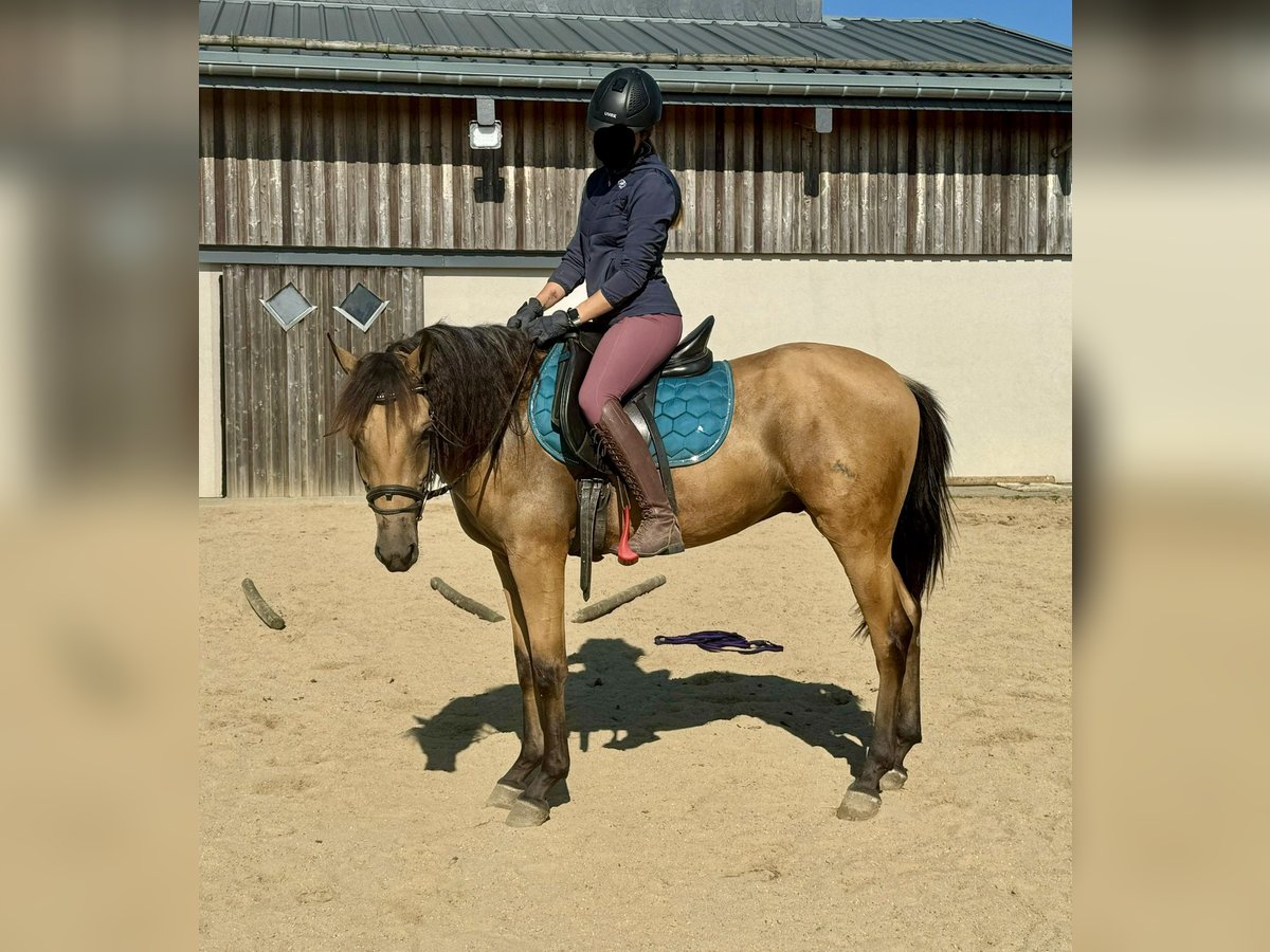 PRE Mestizo Caballo castrado 3 años 150 cm Buckskin/Bayo in Daleiden