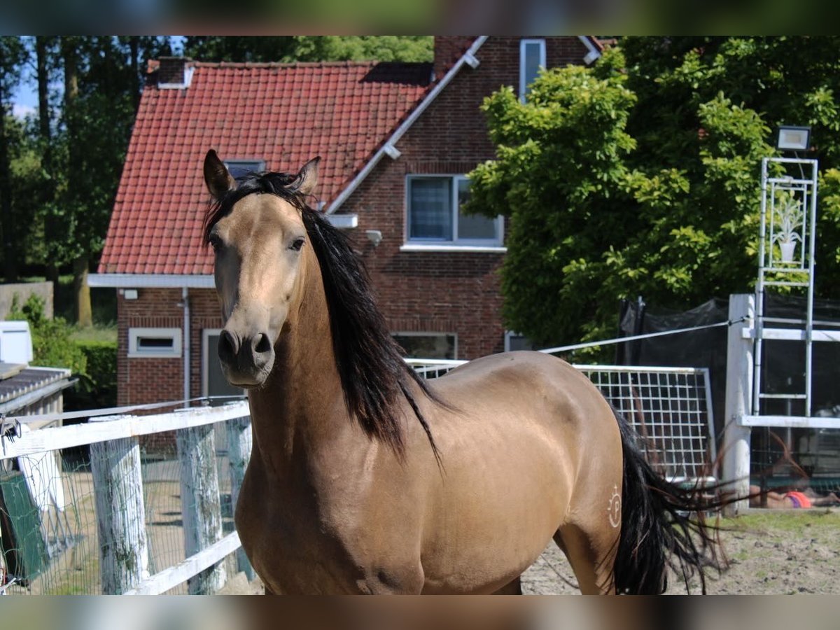 PRE Caballo castrado 3 años 151 cm Bayo in Tongeren