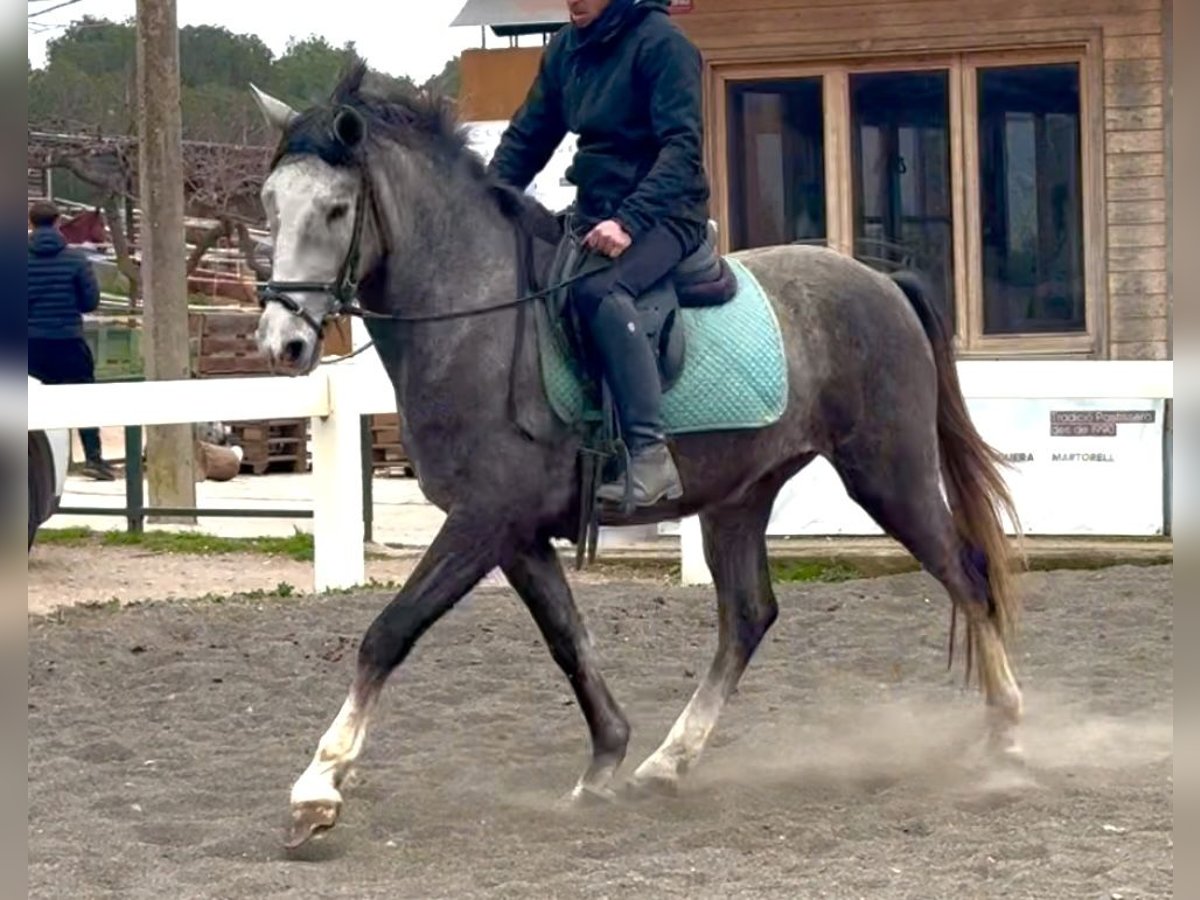 PRE Mestizo Caballo castrado 3 años 151 cm Tordo in Sant Miquel D&#39;Olerdola (Olerdola)