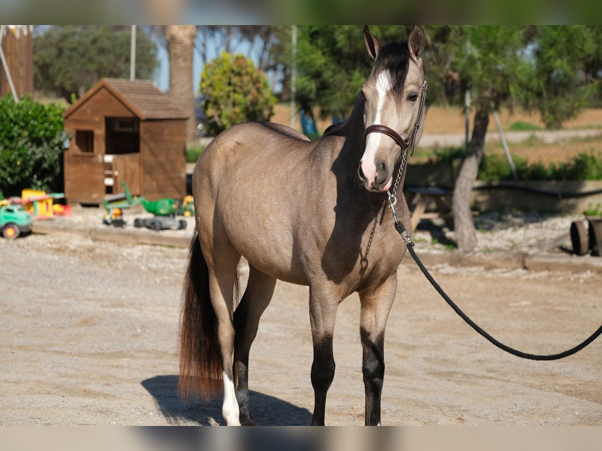 PRE Mestizo Caballo castrado 3 años 152 cm Bayo in Hamburg