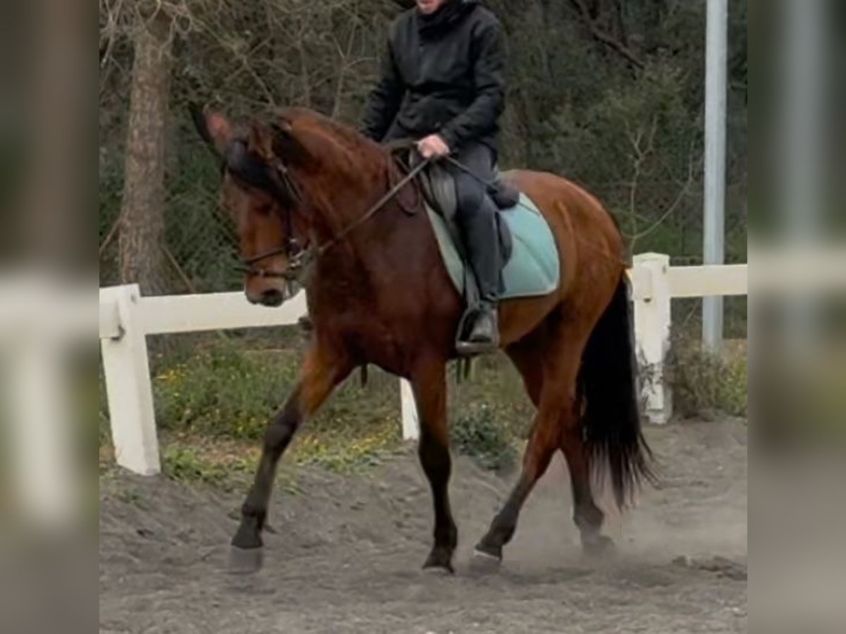 PRE Mestizo Caballo castrado 3 años 155 cm Castaño in Sant Miquel D&#39;Olerdola (Olerdola)