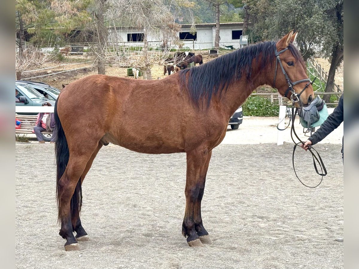 PRE Mestizo Caballo castrado 3 años 155 cm Castaño in Sant Miquel D&#39;Olerdola (Olerdola)