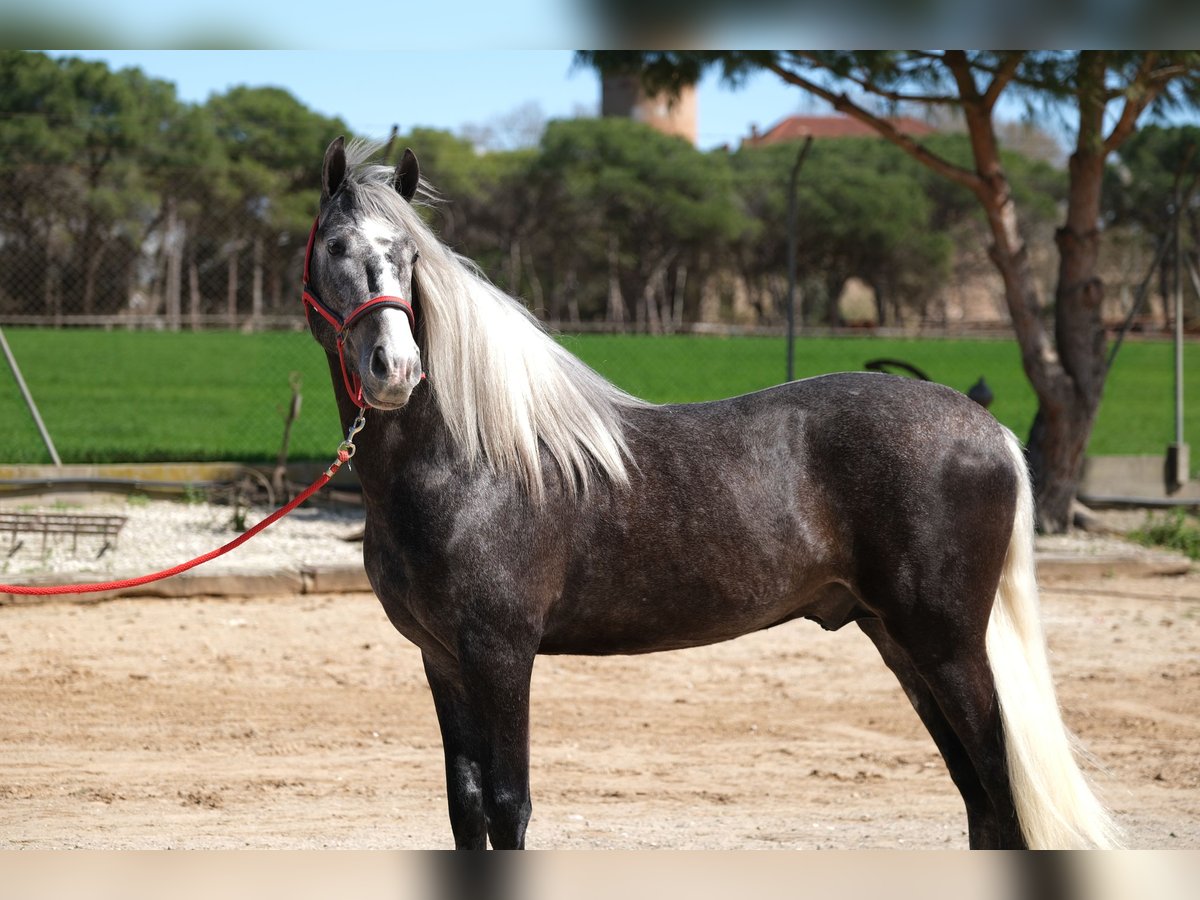 PRE Mestizo Caballo castrado 3 años 155 cm Tordo rodado in Hamburg