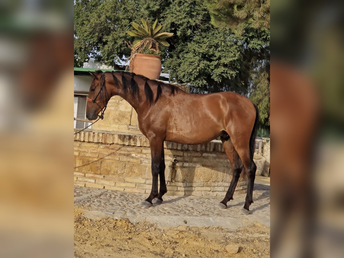 PRE Caballo castrado 3 años 157 cm Castaño in Carmona PRE Caballo castrado 3 años 157 cm Castaño in Carmona