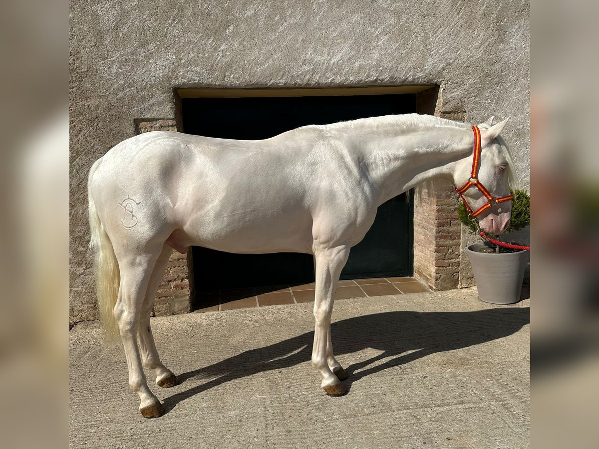 PRE Mestizo Caballo castrado 3 años 157 cm Cremello in Hamburg