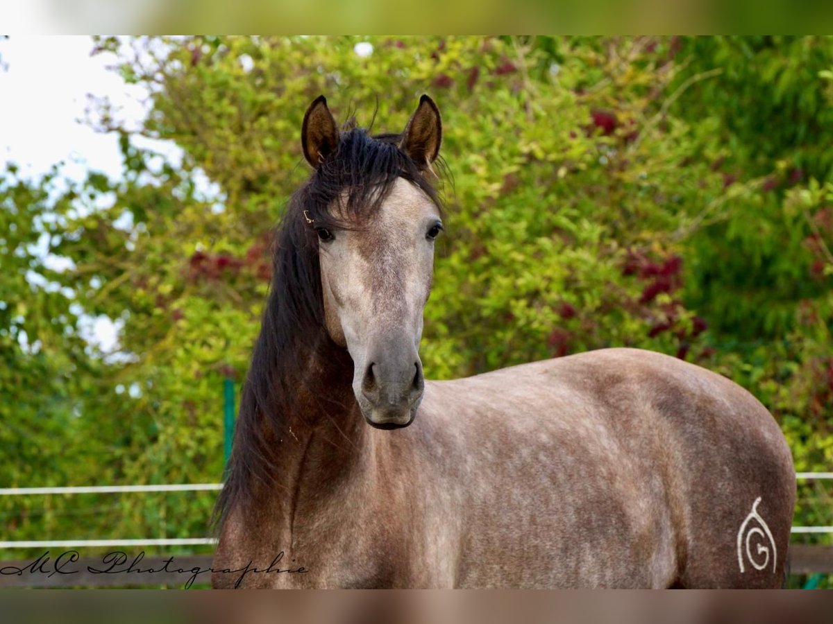 PRE Caballo castrado 3 años 160 cm in /Polenz