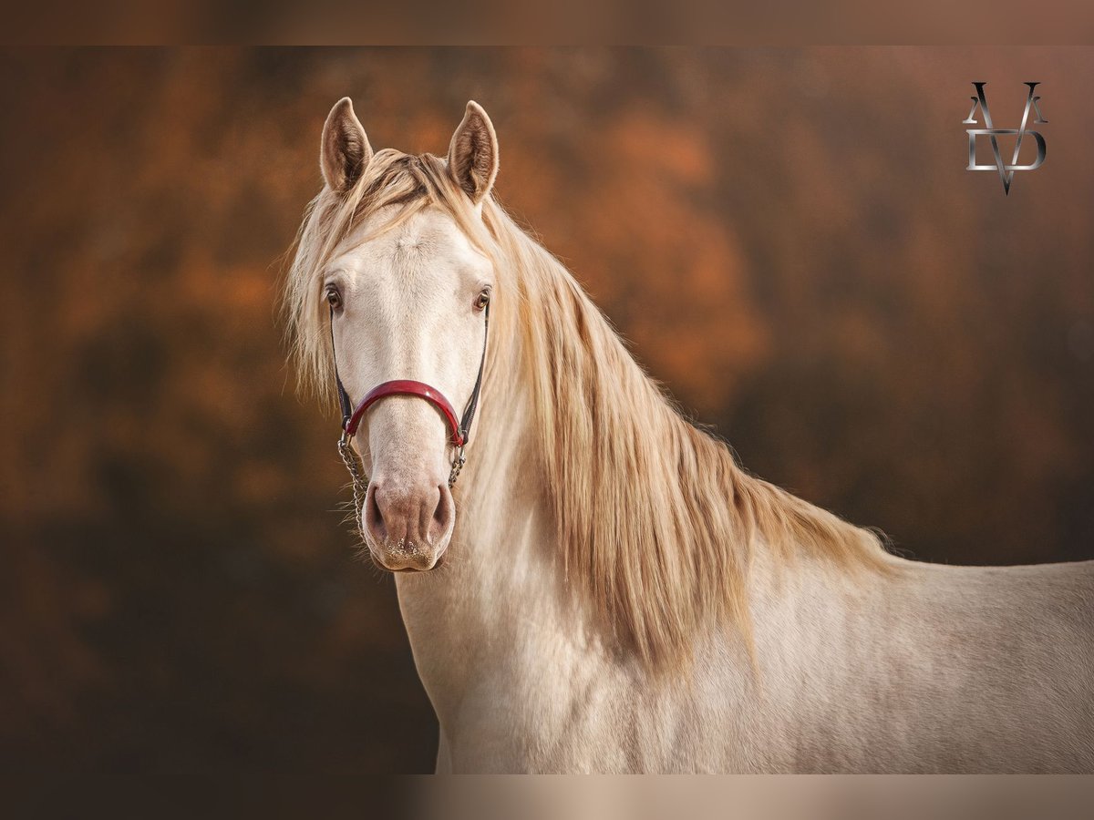 PRE Mestizo Caballo castrado 3 años 160 cm Cremello in Deauville