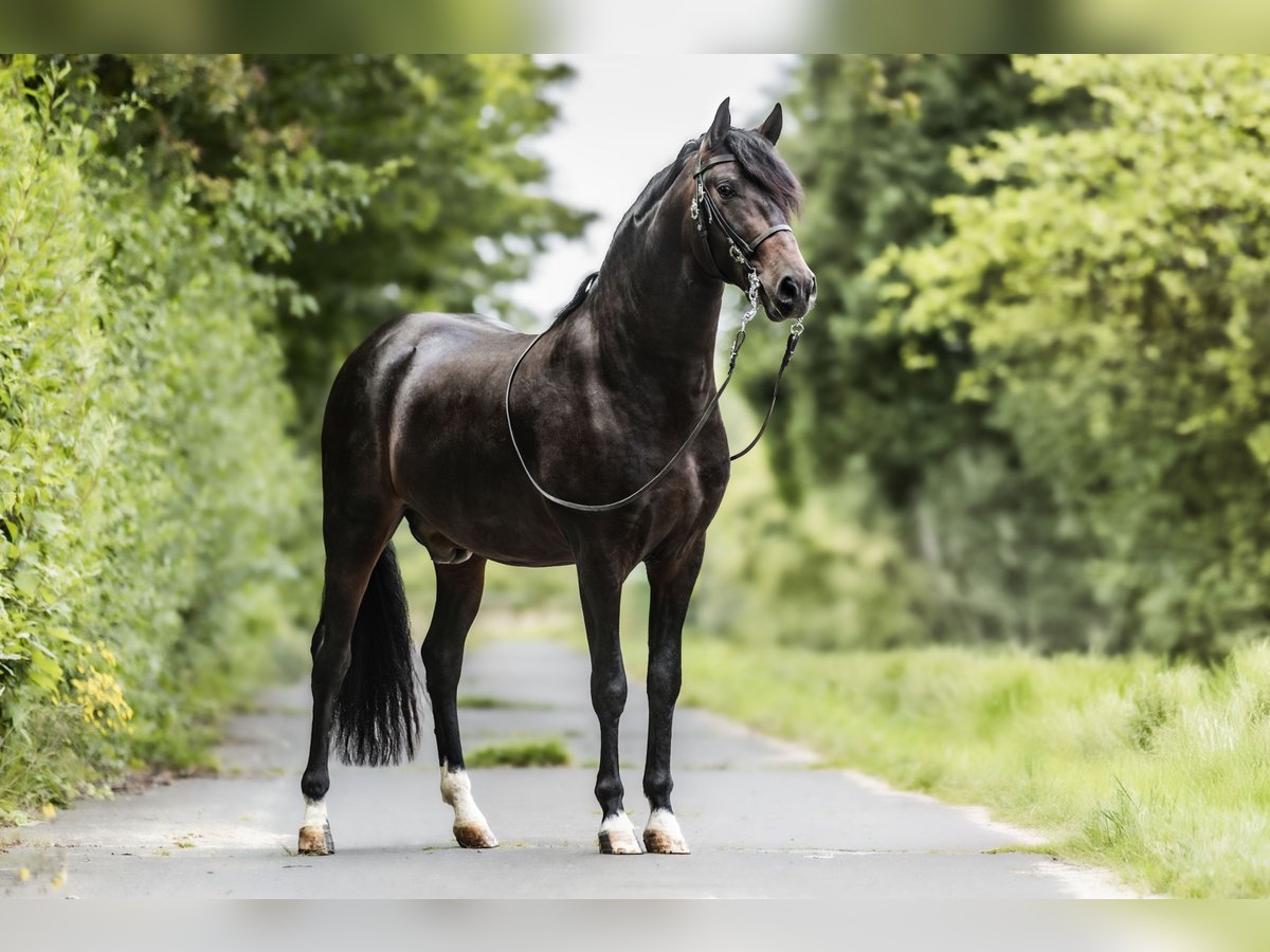 PRE Caballo castrado 3 años 160 cm Morcillo in Windhagen