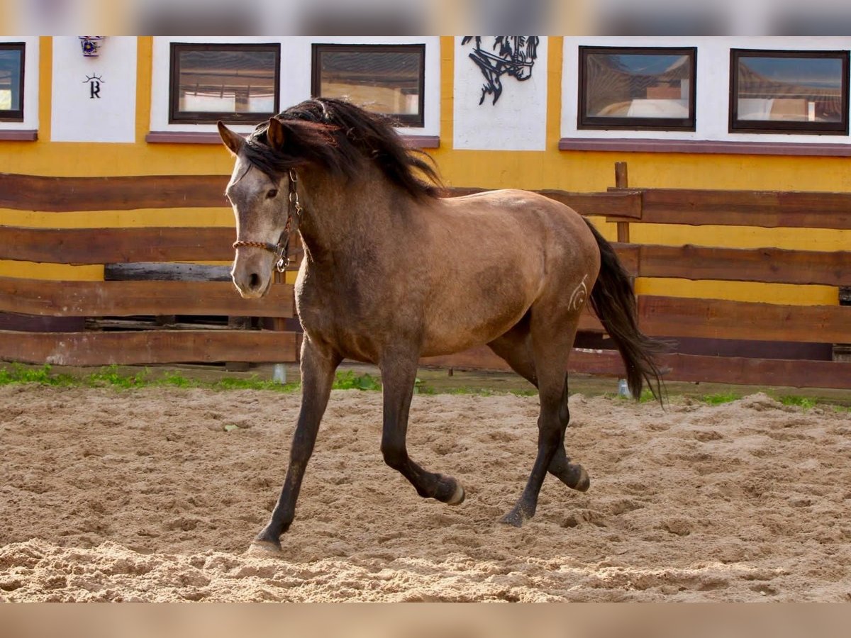 PRE Caballo castrado 3 años 160 cm Tordo in Brandis PRE Caballo castrado 3 años 160 cm Tordo in Brandis